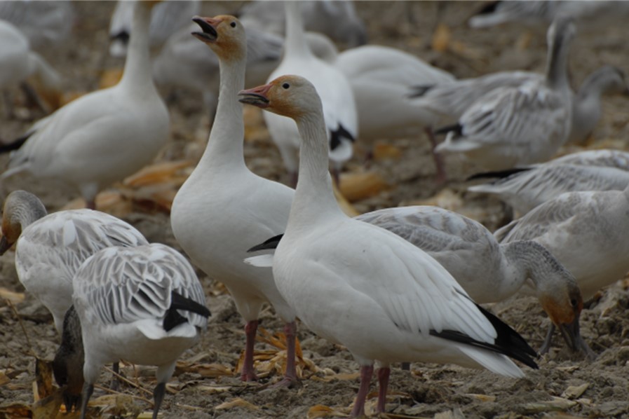 Copyright Kathleen Fry/ British Columbia Waterfowl Society